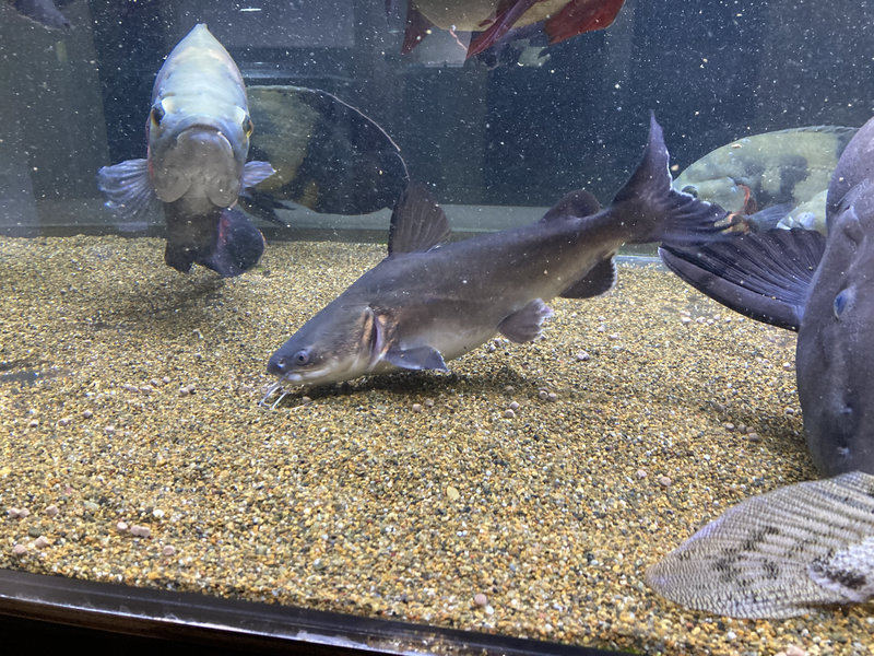 パプアンサーモンキャット 180cm水槽 混泳