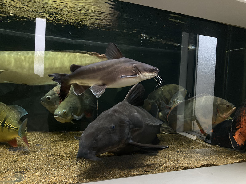 パプアンサーモンキャット 飼育1年 現在の様子