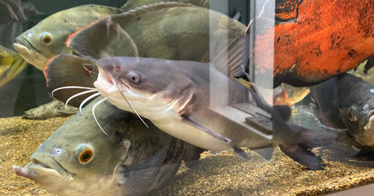 パプアンサーモンキャット 飼育方法 1年の成長・混泳・水質管理