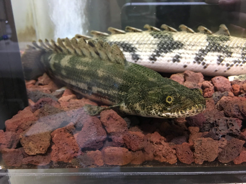 ビキールとして販売されていたポリプテルス個体