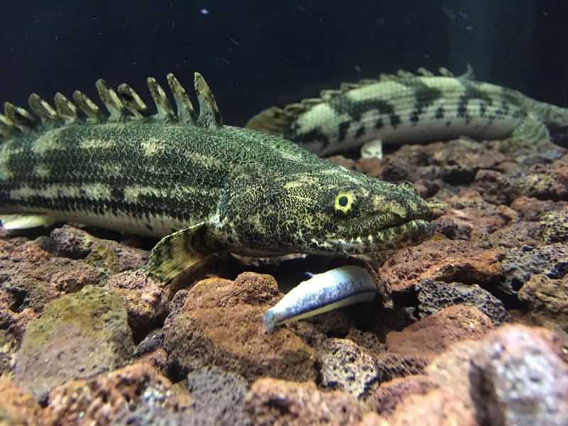 緑化したポリプテルスビキール疑い個体