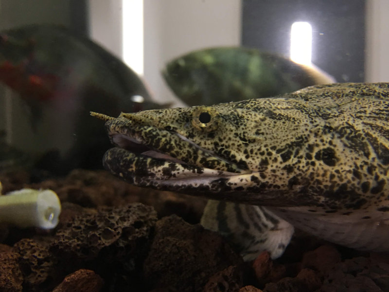 ポリプテルスエンドリケリーの顔アップ