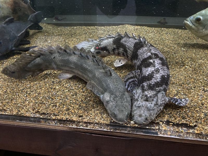 人工飼料を奪い合うポリプテルスの様子