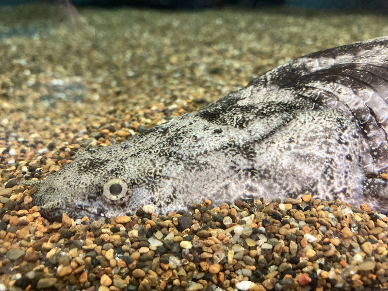 砂利に隠れるポリプテルスエンドリケリーの様子