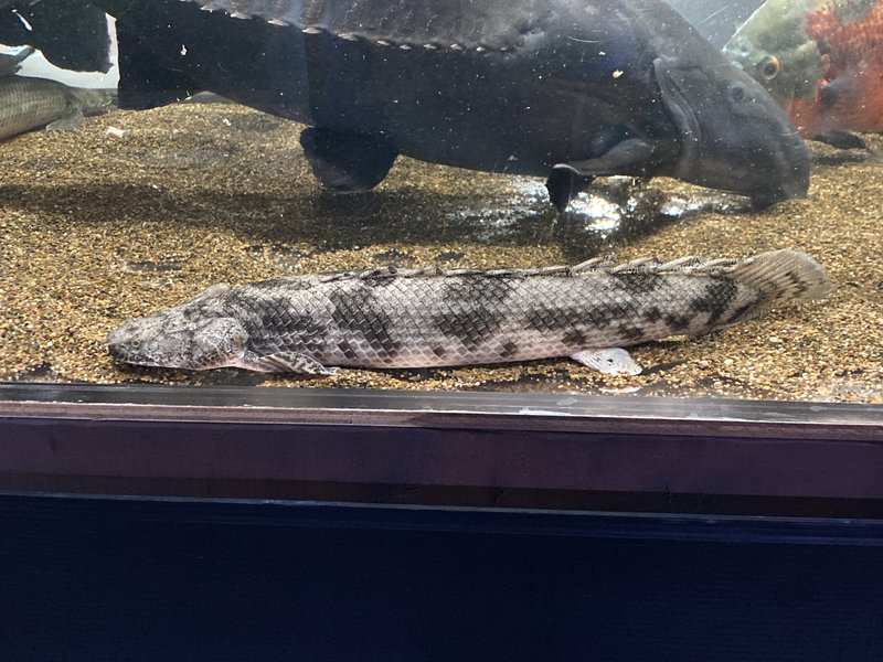 10年飼育したポリプテルスエンドリケリーの成魚個体