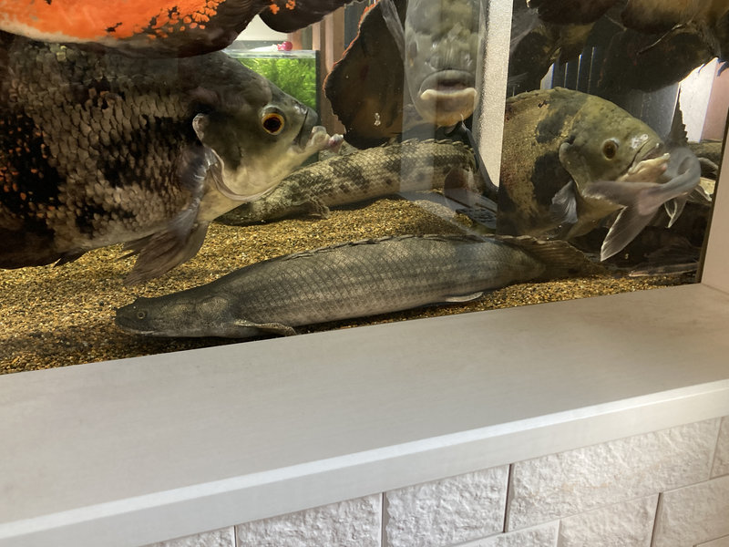 10年以上飼育しているポリプテルスビキール疑い個体