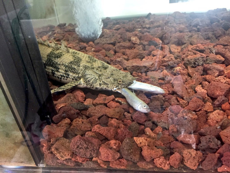 ワカサギを2匹同時に食べるポリプテルスエンドリケリー