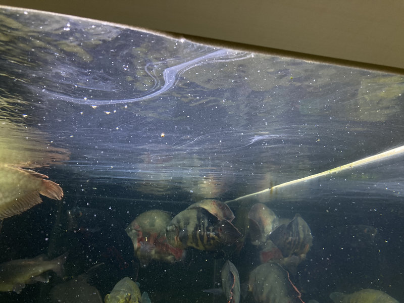 餌の影響で水面に油膜が浮いた水槽