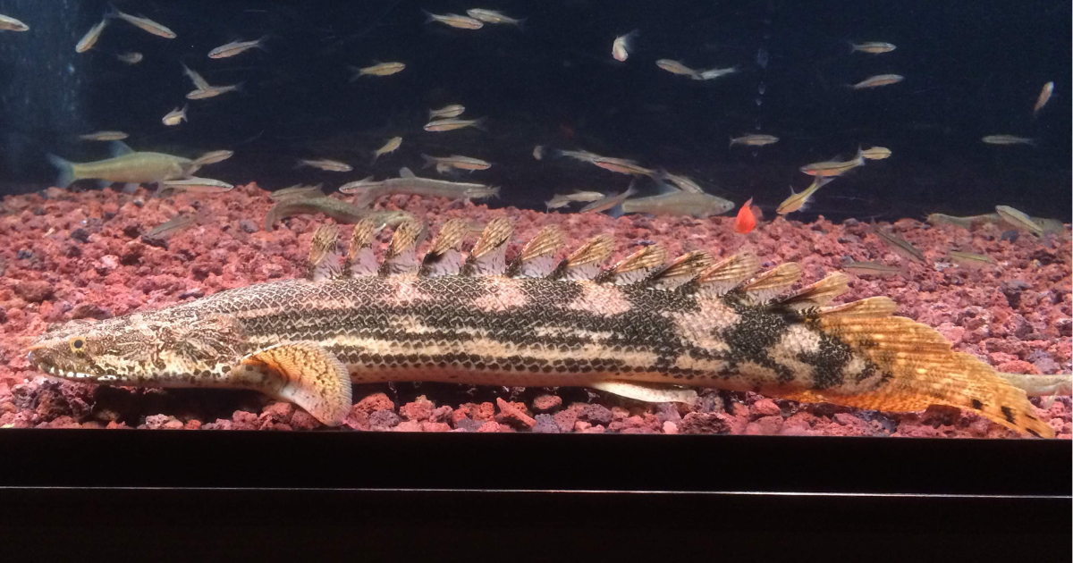 ポリプテルスビキール疑い個体の側面（10年以上飼育）