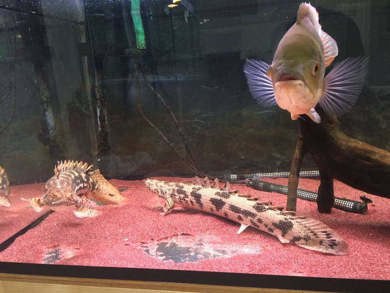 飼育8か月後のポリプテルスエンドリケリー成長個体