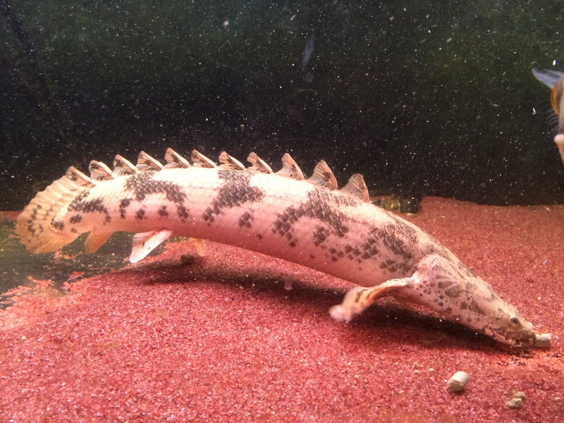 ポリプテルスエンドリケリーの側面写真