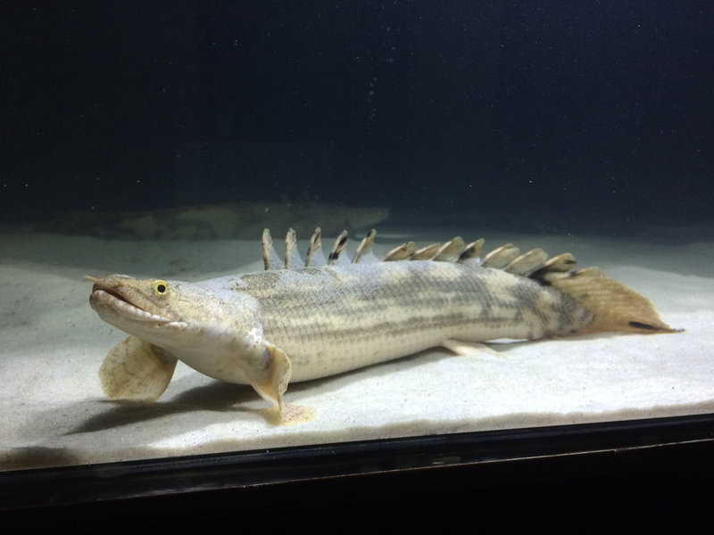 珪砂で飼育し色が薄くなっているポリプテルスビキール？の写真