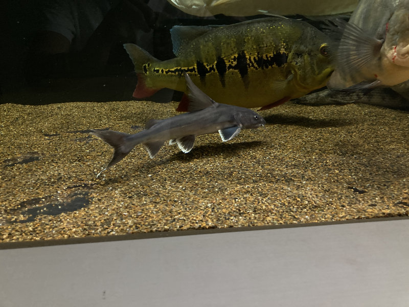 スタージョンシーキャット 180cm水槽で混泳している様子