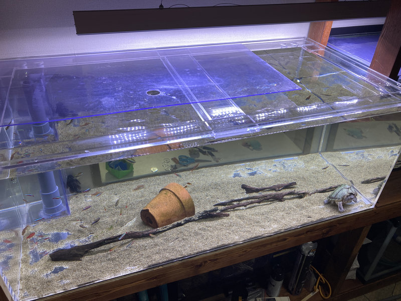 完成した自作オーバーフロー水槽